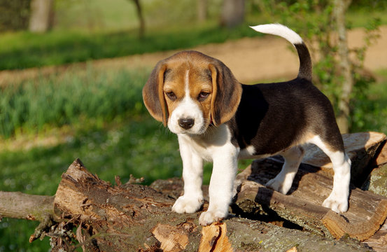 KCI registered beagle price in India