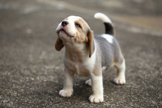 Pure Breed beagle price in India