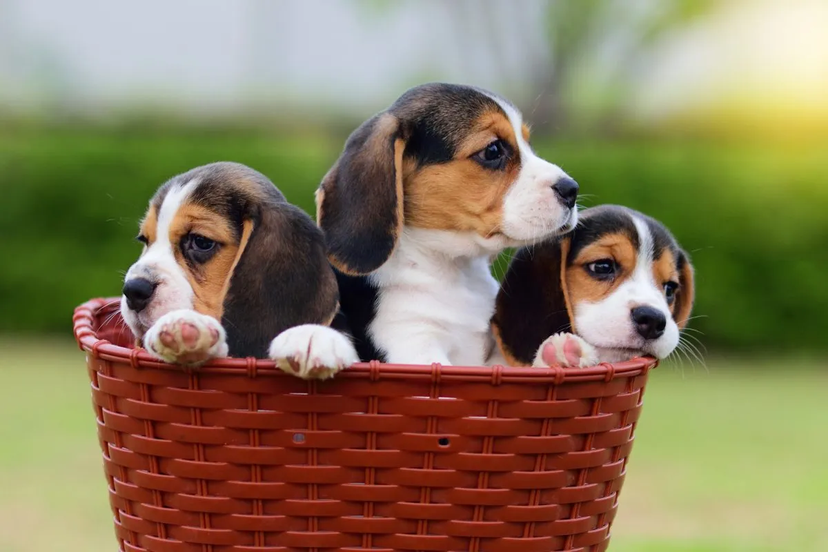 beagle price in India