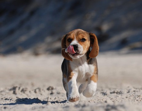 Good Quality beagle price in India