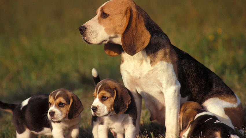 beagle price in Jaipur