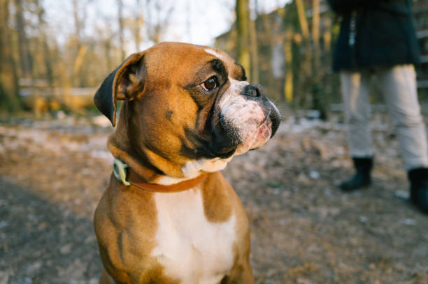 KCI Registered Boxer puppies online in india