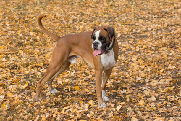 Pure breed boxer price in India