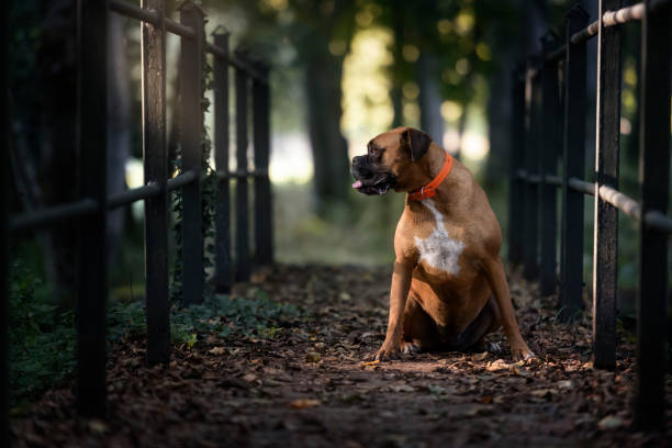 boxer pet shop in India