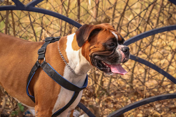 boxer pet shore in India