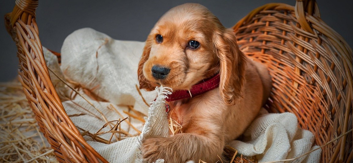 cocker-spaniel price in pune