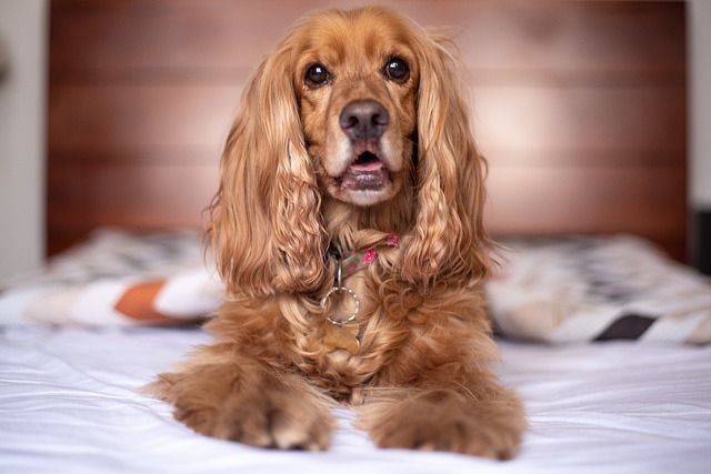 cocker-spaniel price in India