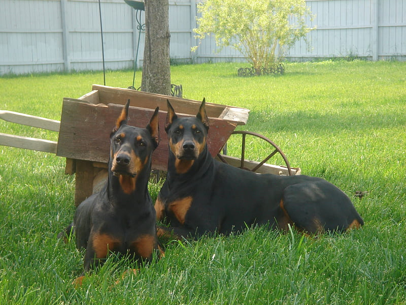 doberman price in India