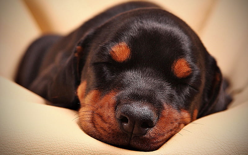 doberman pet shop in India