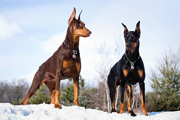 doberman male price in India