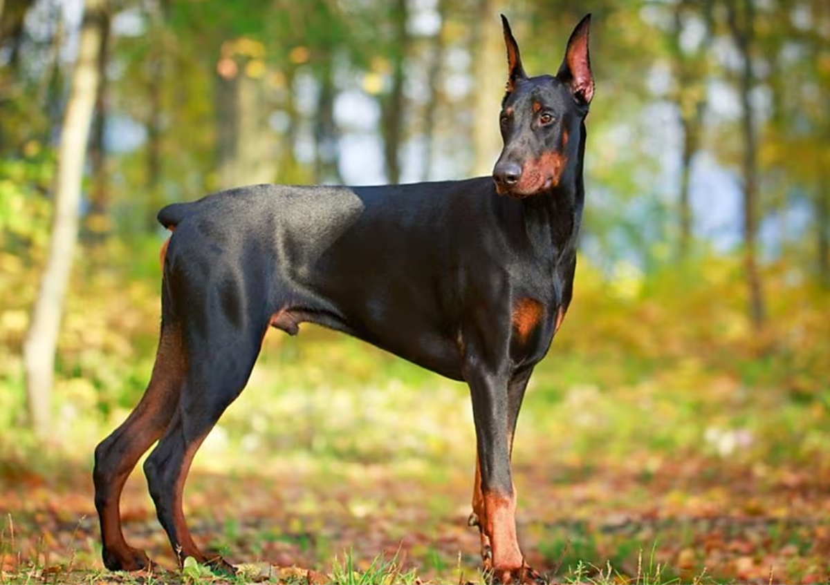 KCI registered doberman price in India