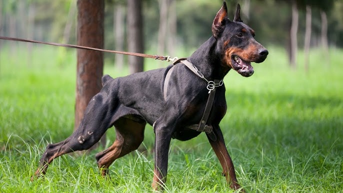 Pure breed doberman price in India