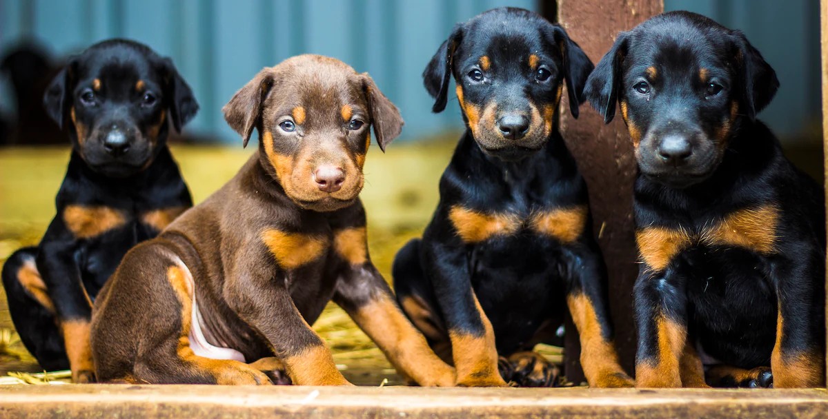 doberman online price in India