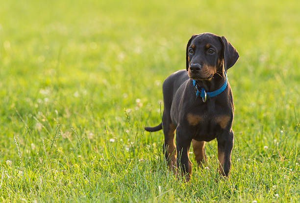 doberman price in Vizag