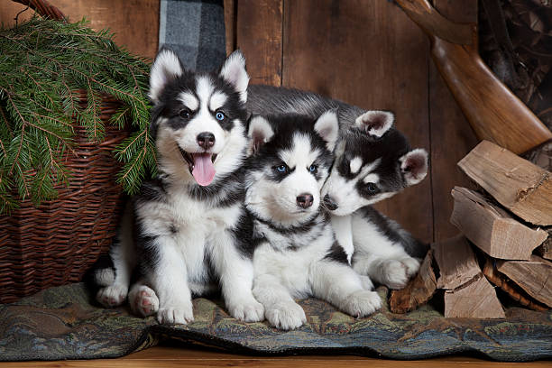 siberian-husky price in bangalore