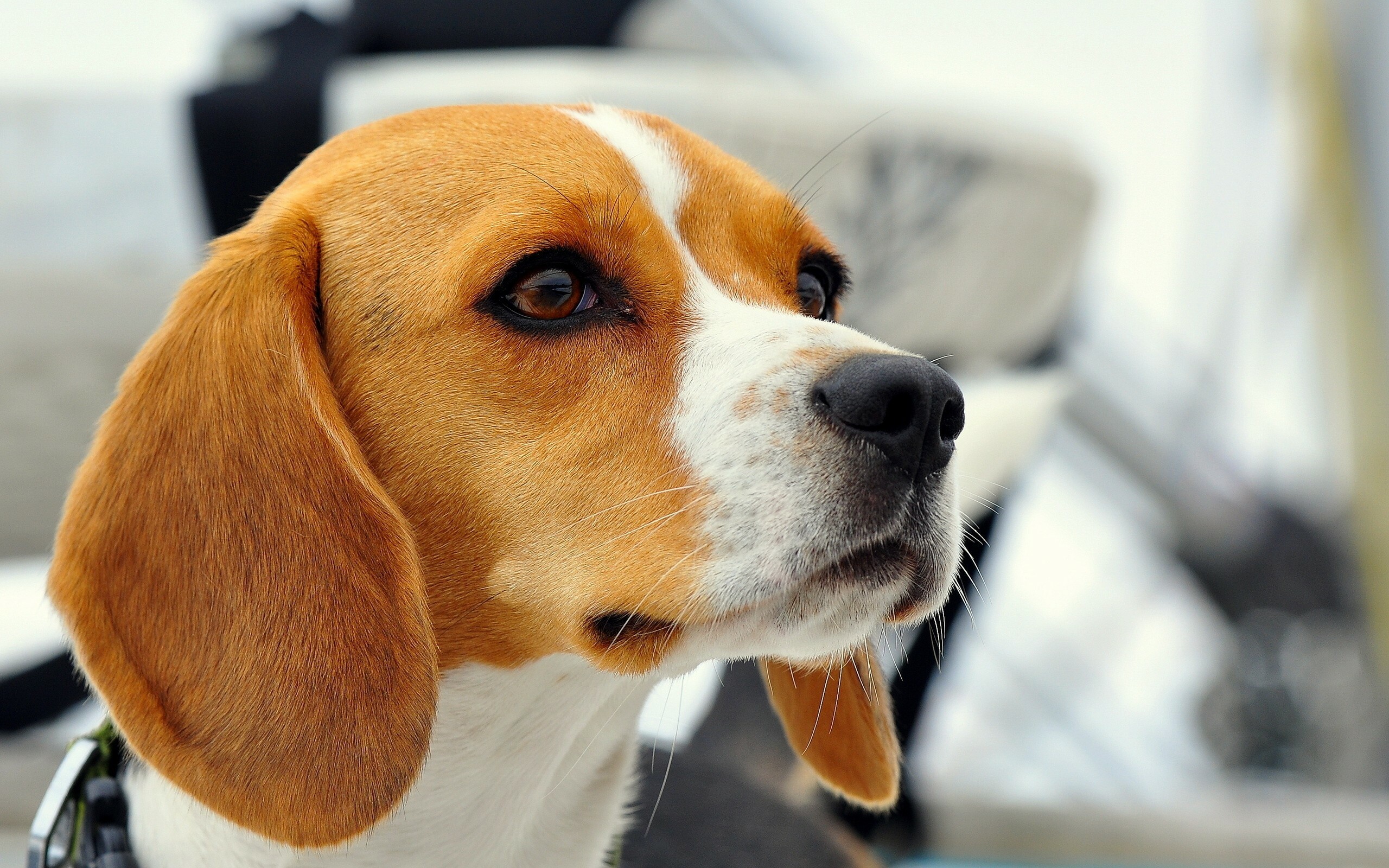 beagle price in bangalore