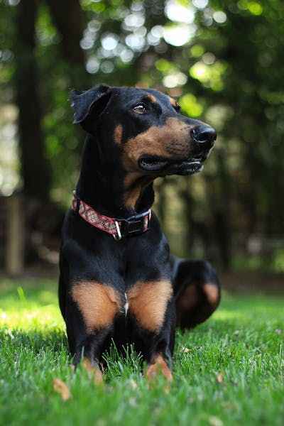 doberman price in bangalore