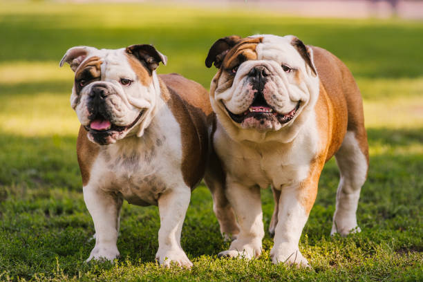 english-bulldog price in bangalore