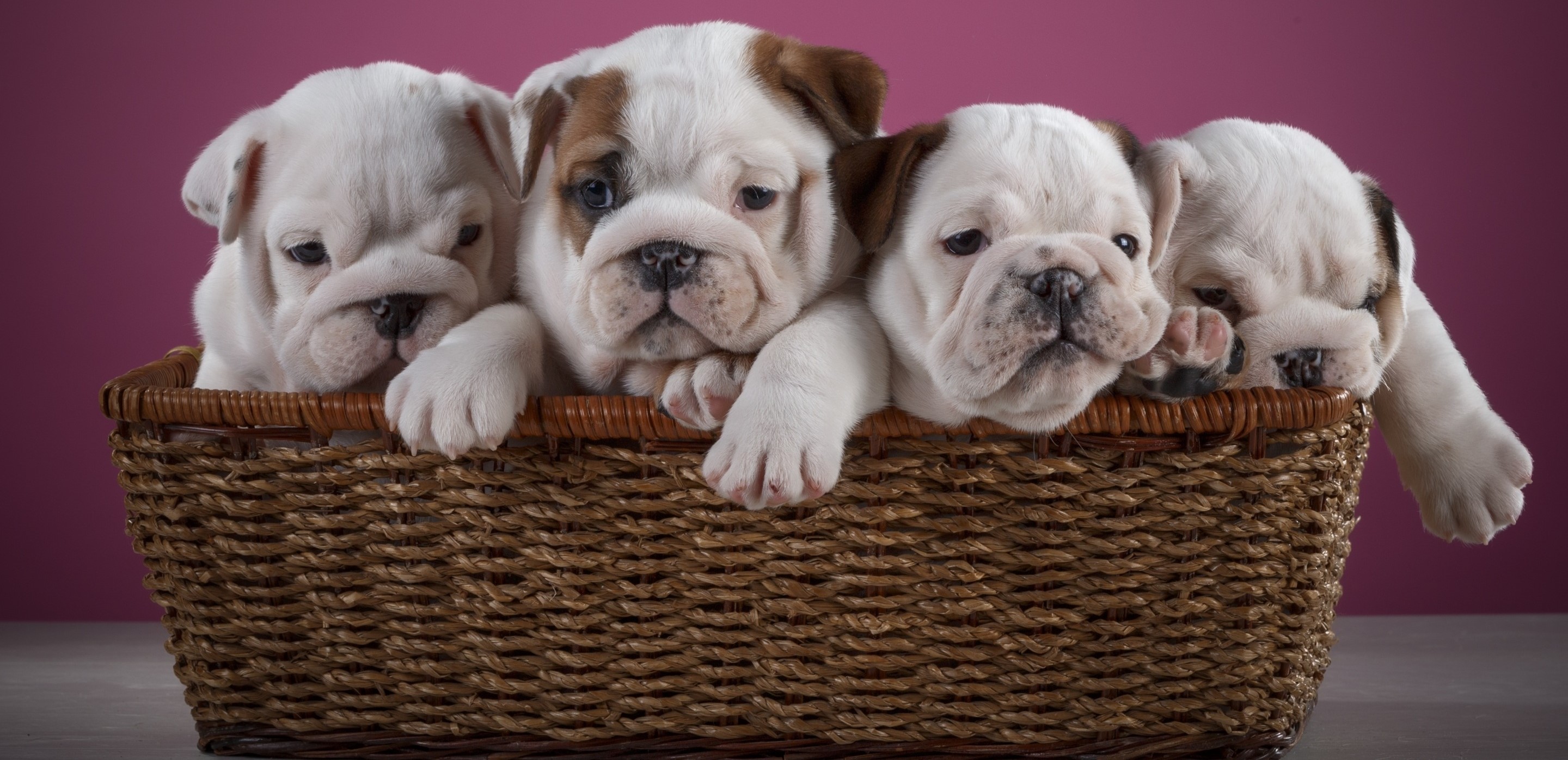 english-bulldog male puppies price in bangalore