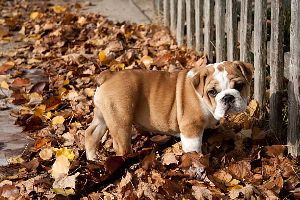 english bulldog male puppies price in Bangalore