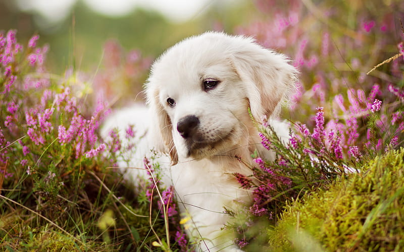 Golden-Retriver price in Kolkata