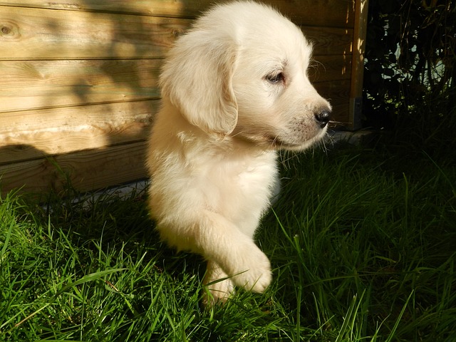 golden-retriever price in bangalore