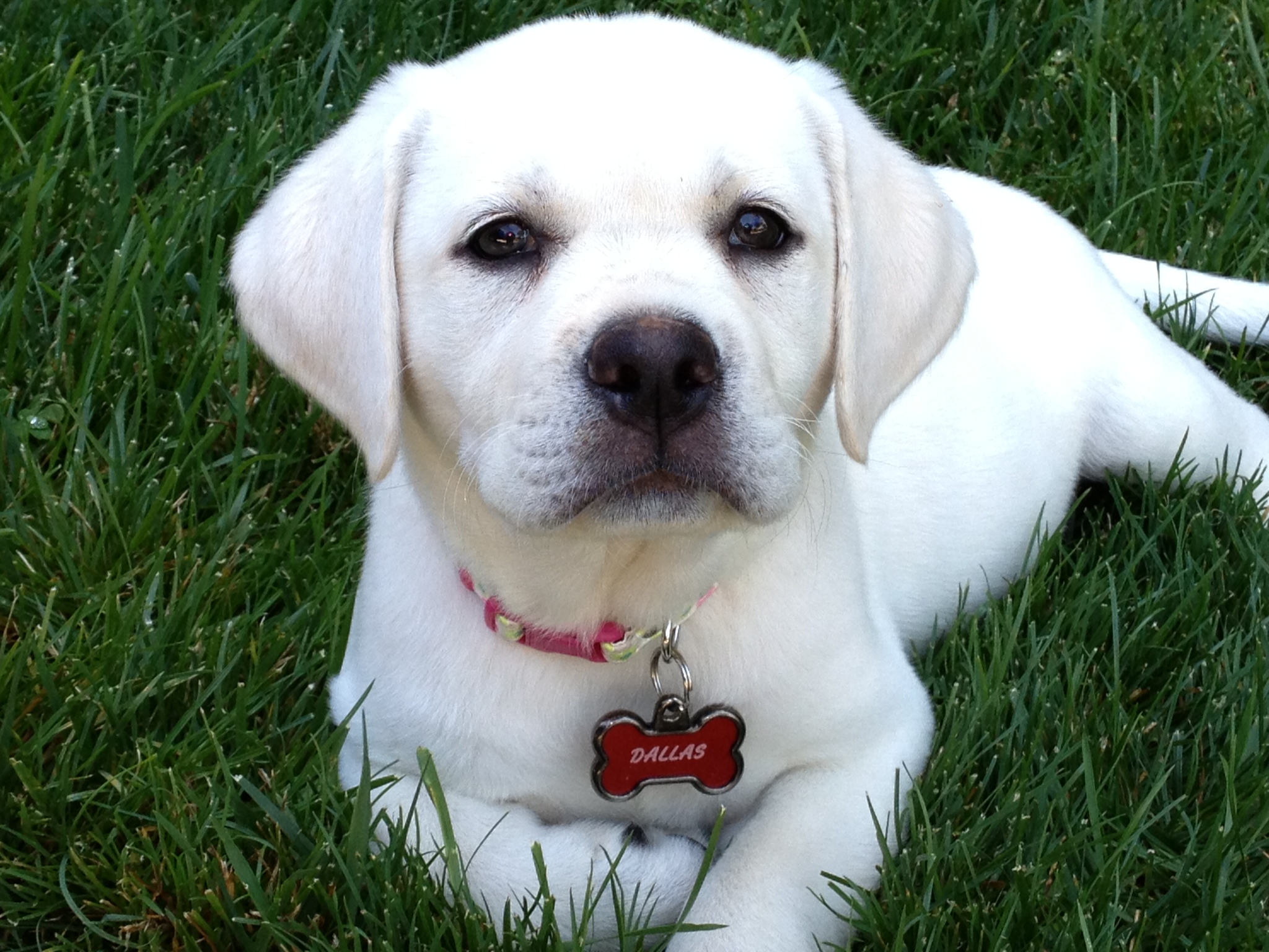 Labrador price in chennai