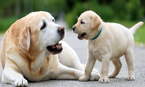 puppies for sale online in jaipur