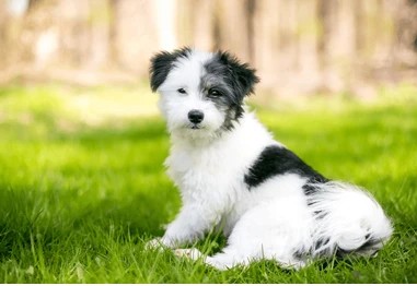 buy dog puppies online in chennai