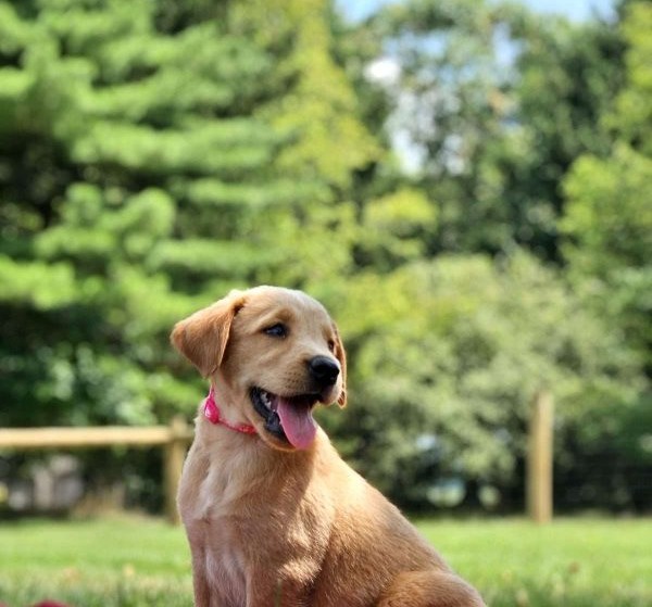 doggies for sale in vizag