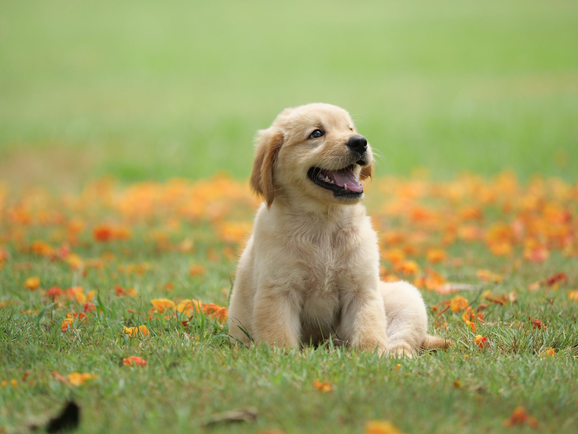 doggies for sale in hyderabad