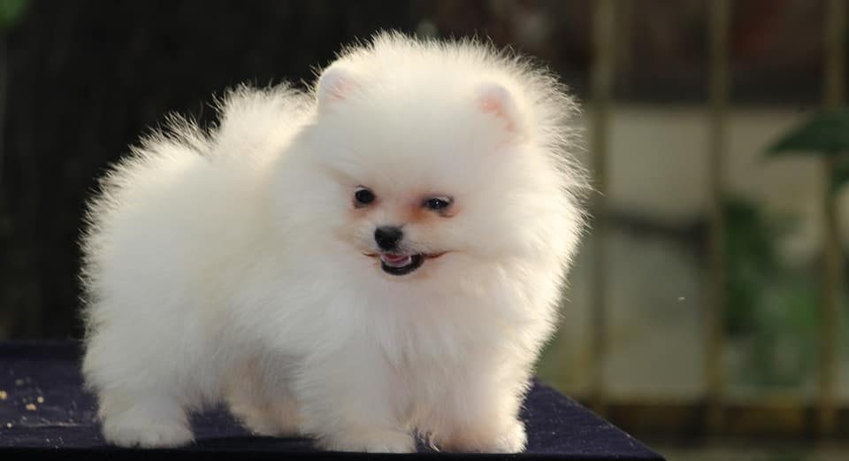 toy pomeranian price in bangalore