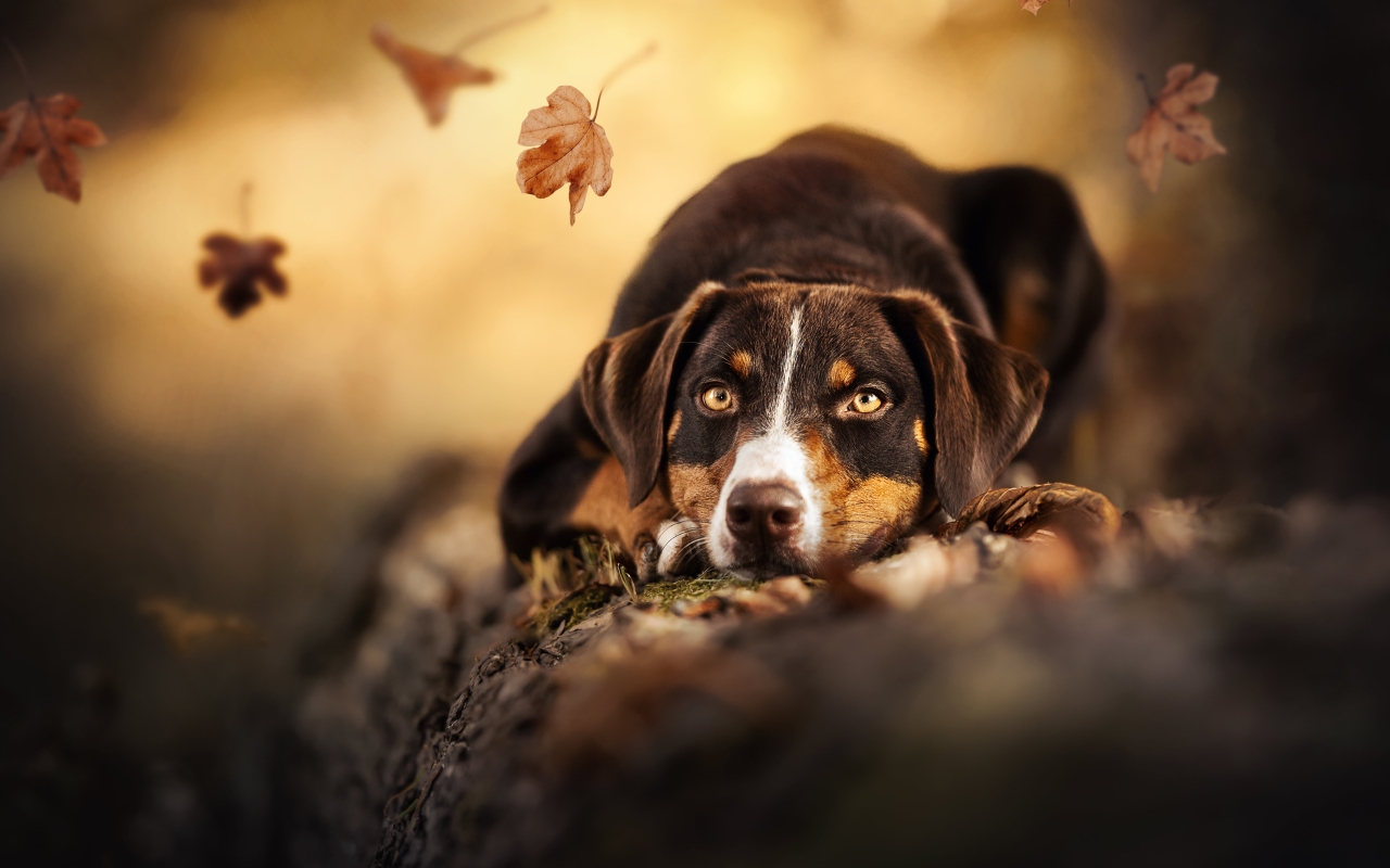 Puppies For Sale In Hyderabad Dog Breeders In Hyderabad Buy Puppies