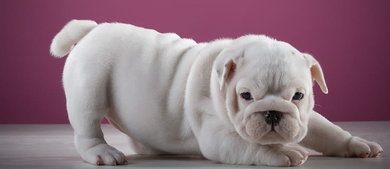 KCI registered english-bulldog price in India