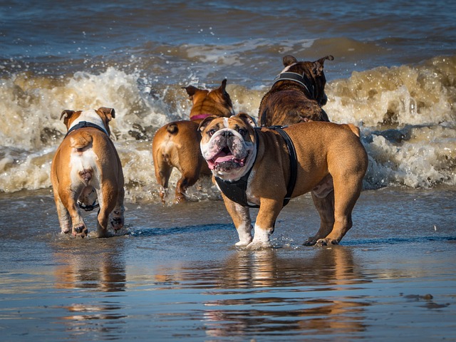 Pure Breed english-bulldog price in India