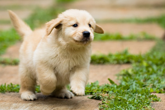 buy golden-retriever online in India