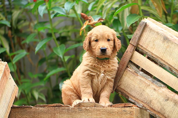 dog breeders golden-retriever in India