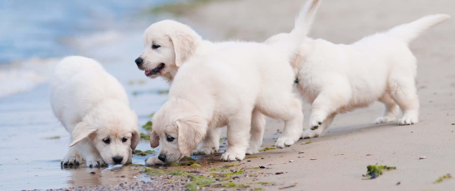 golden-retriever pet store in India