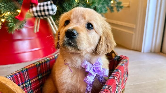 golden-retriever price in Jaipur