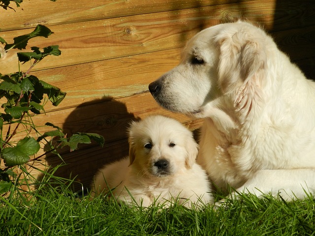 golden-retriever price in Vizag