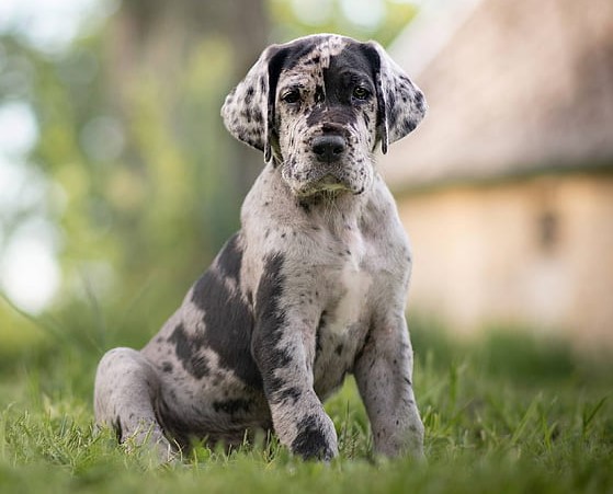 great-dane price in Chennai