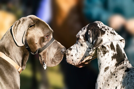 Pure Breed great-dane price in India