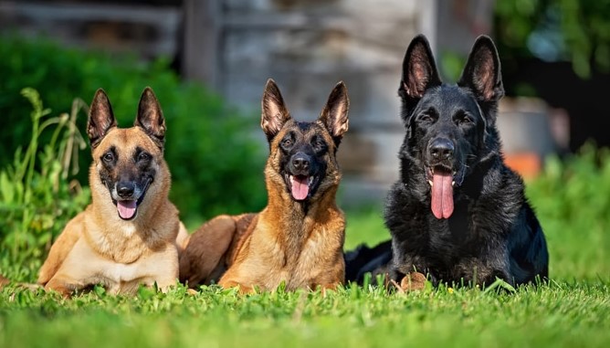 german-shepherd dog price in India