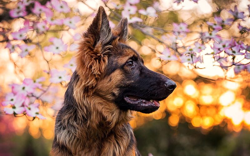 german-shepherd dog breeder in India