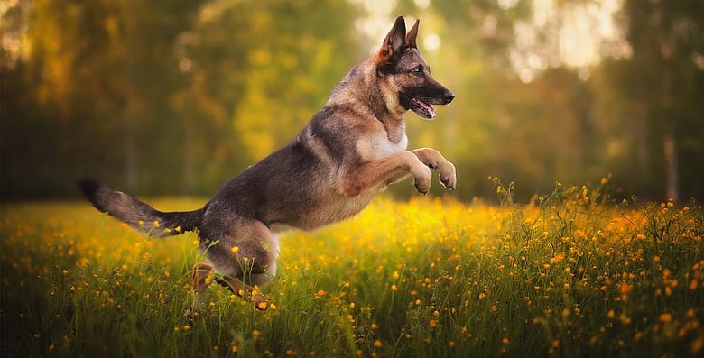  KCI registered german-shepherd price in India