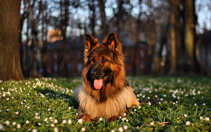 german-shepherd price in Jaipur