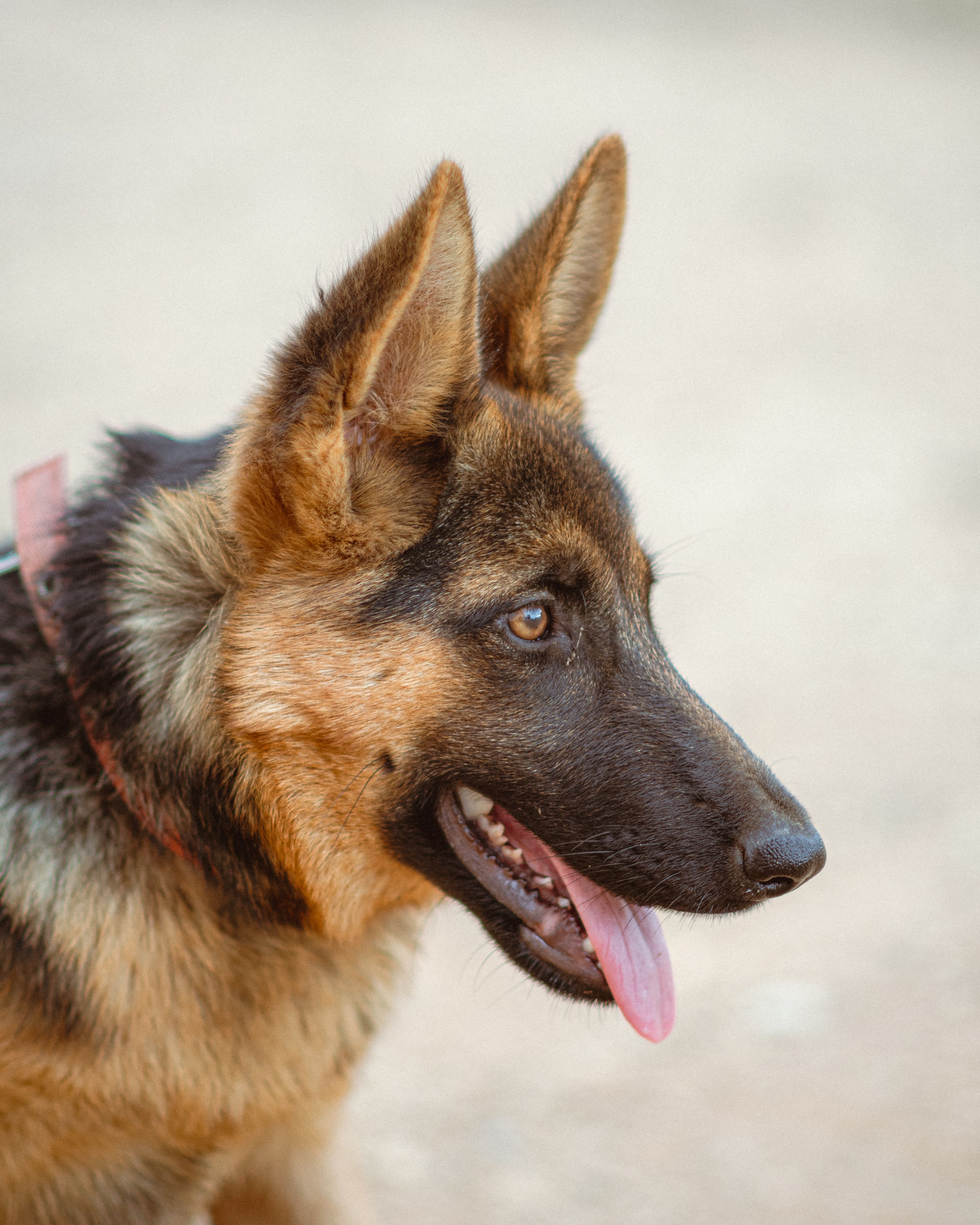 Tried, and Tested German Shepherds Training Tips