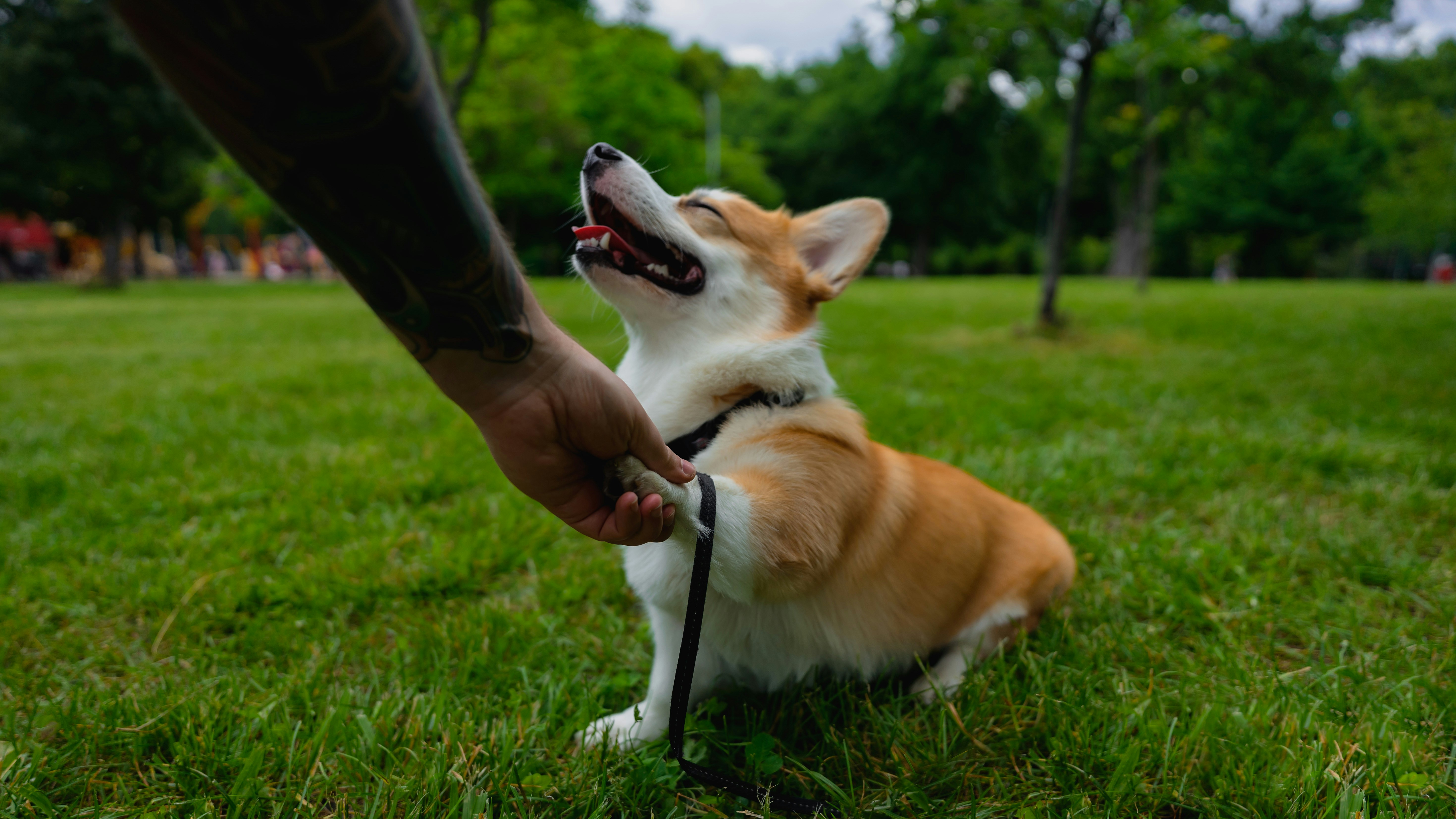 Advanced Dog Training Commands: 9 Tricks Beyond Basic Obedience