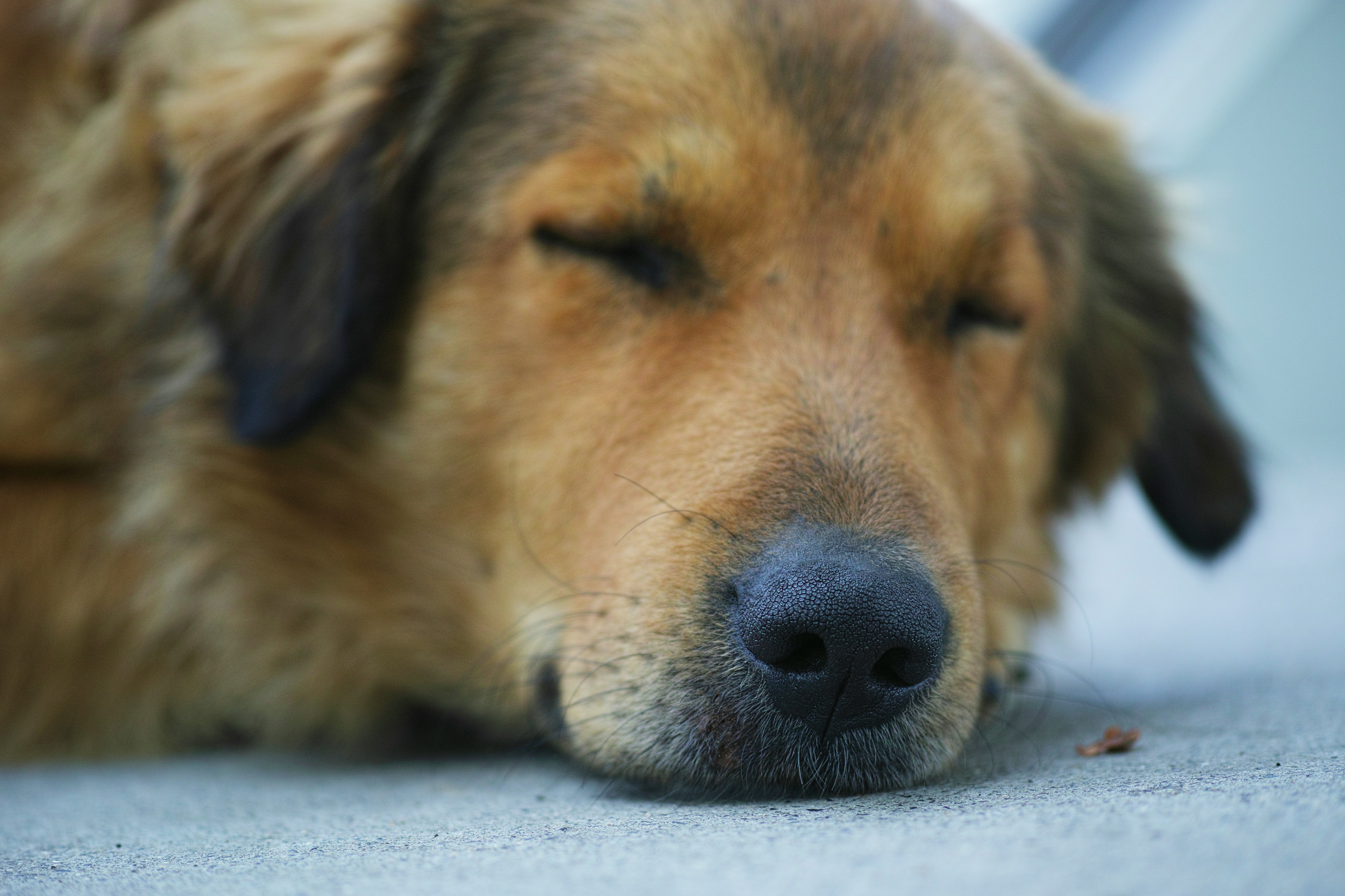 Dog Appetite Loss: Know Reasons Behind It