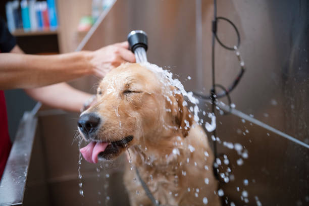 Understanding The Daily Routine and Need of Your Dog's